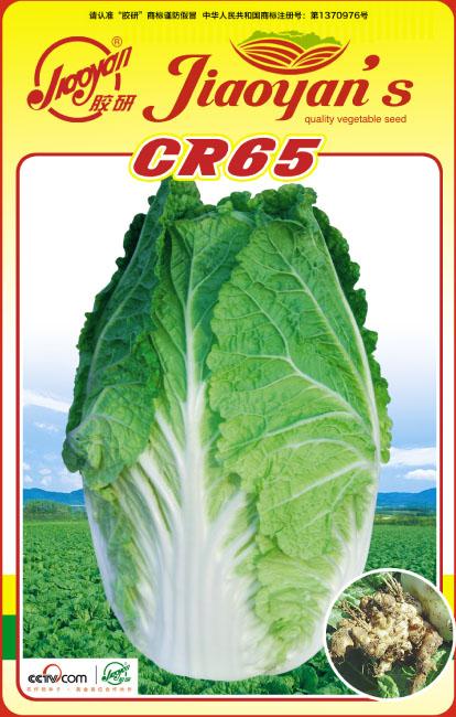 CR65——秋播白菜